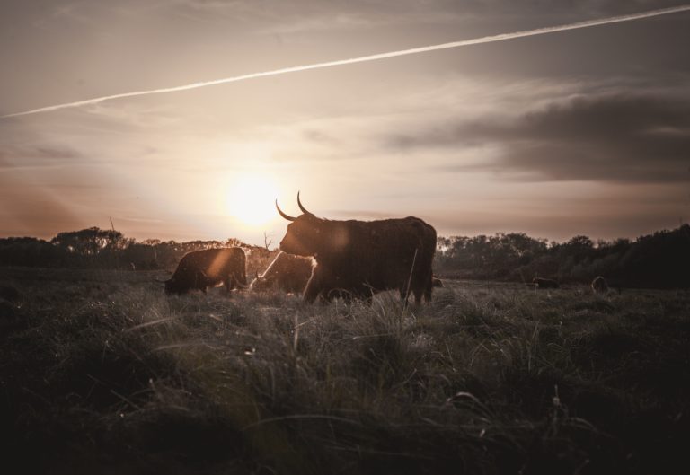 Sonnenuntergang Weide Kühe
