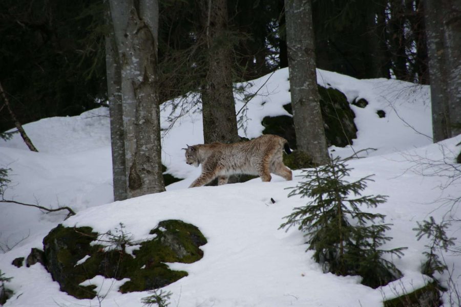 Luchs im Nationalpark Bayerischer Wald