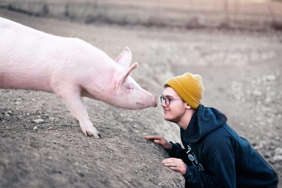 Schwein und Mensch
