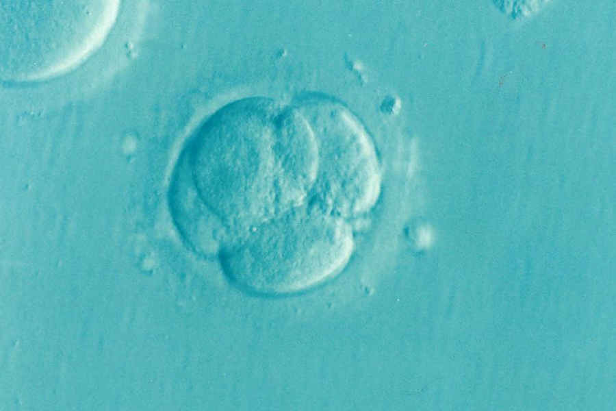 PID Embryo