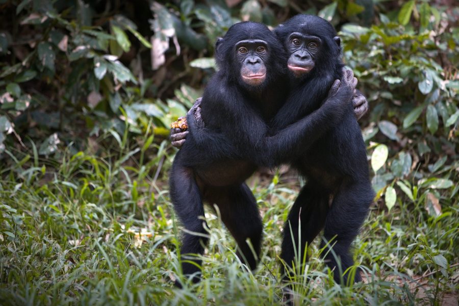 The bonobo chimpanzees hugging in the wilderness in Democratic Republic of the Congo