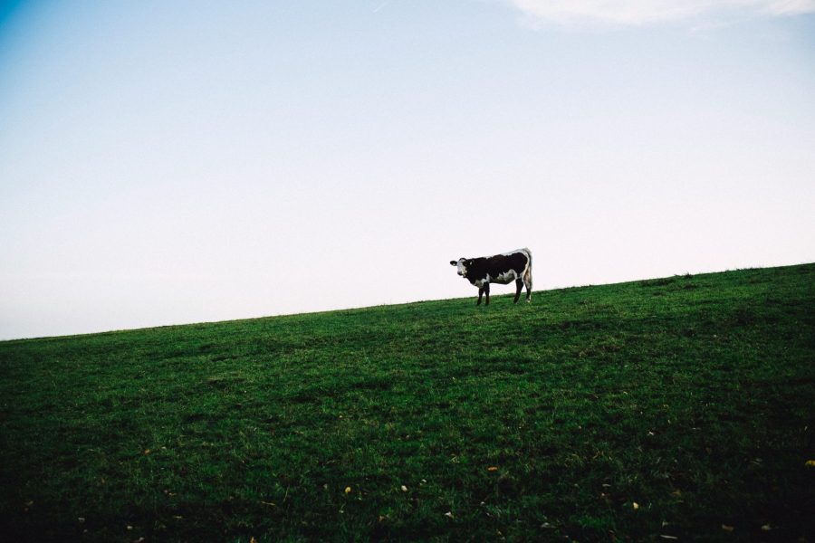 markus-spiske-n_1B96s010M-unsplash