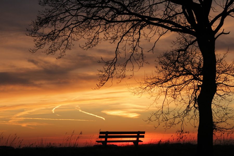 Sonnenuntergang, Bank, Baum.