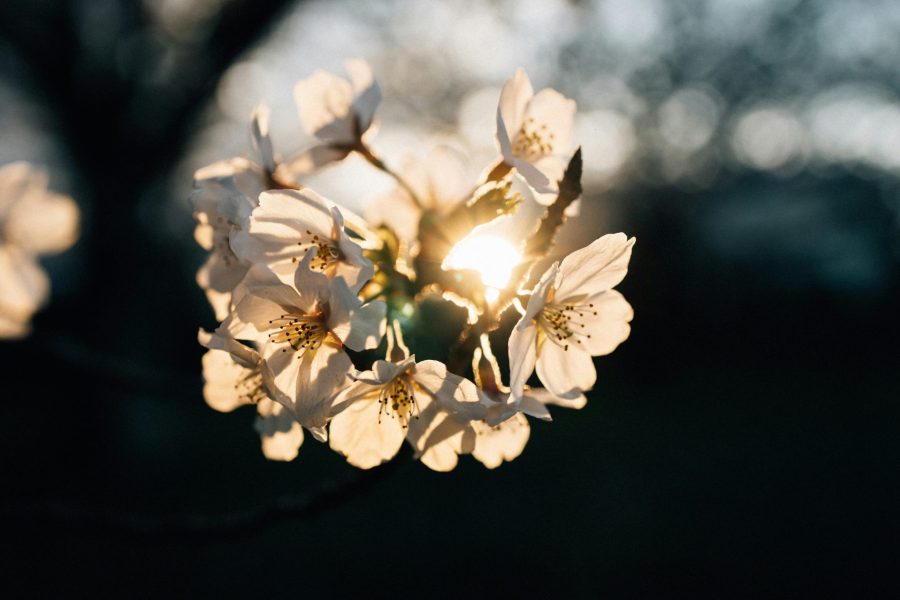 tsuyoshi-kozu-4GJU3ZTZoPw-unsplash